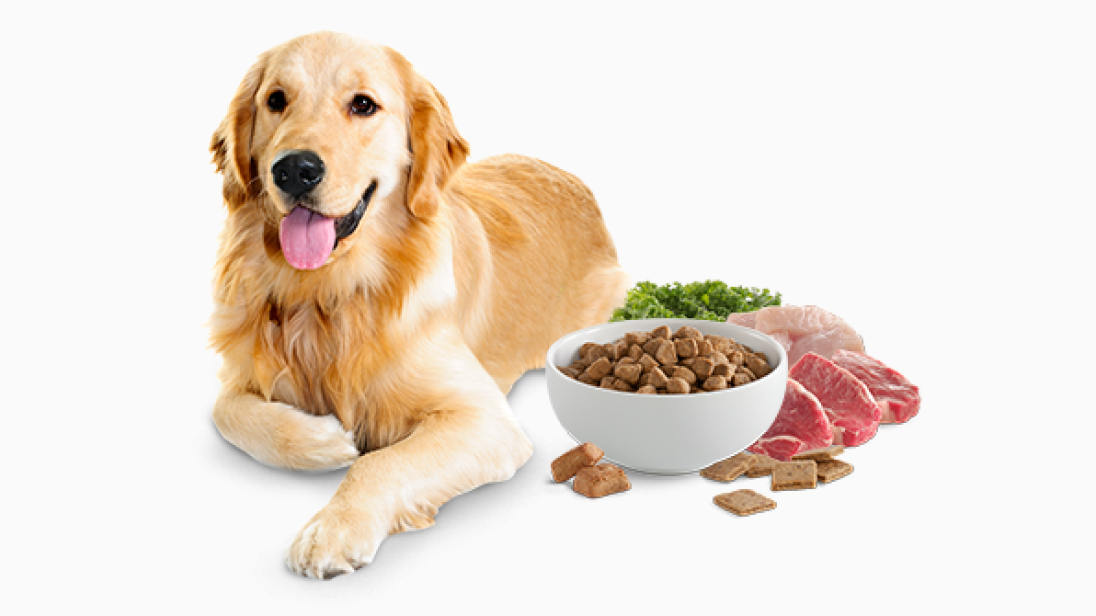 The Best Foods for Your Dog