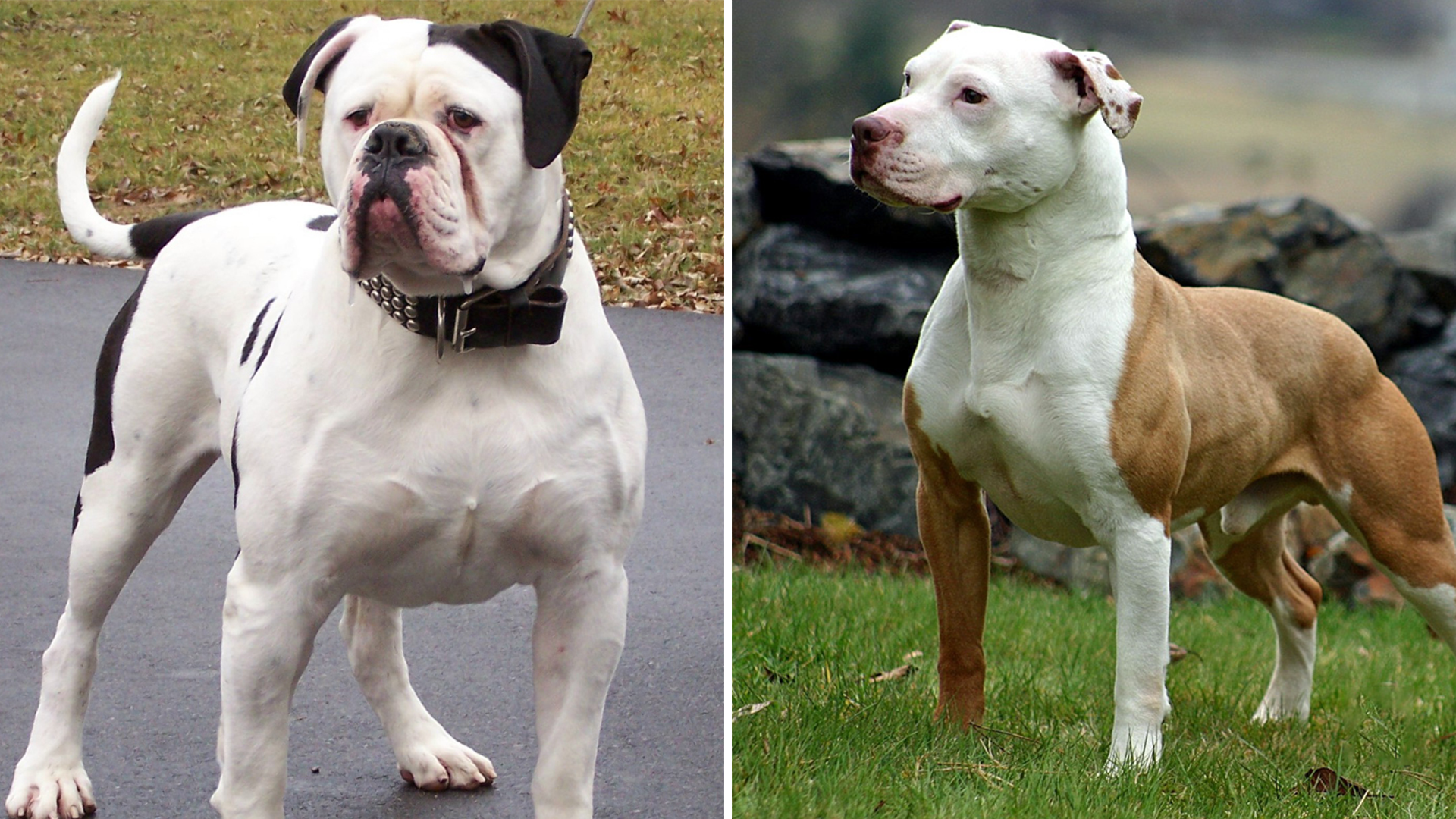 Comparing Breeds: American Bulldog vs. Pitbull