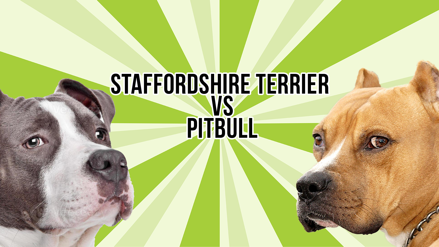 Comparing Breeds: Staffordshire Terrier vs Pitbull