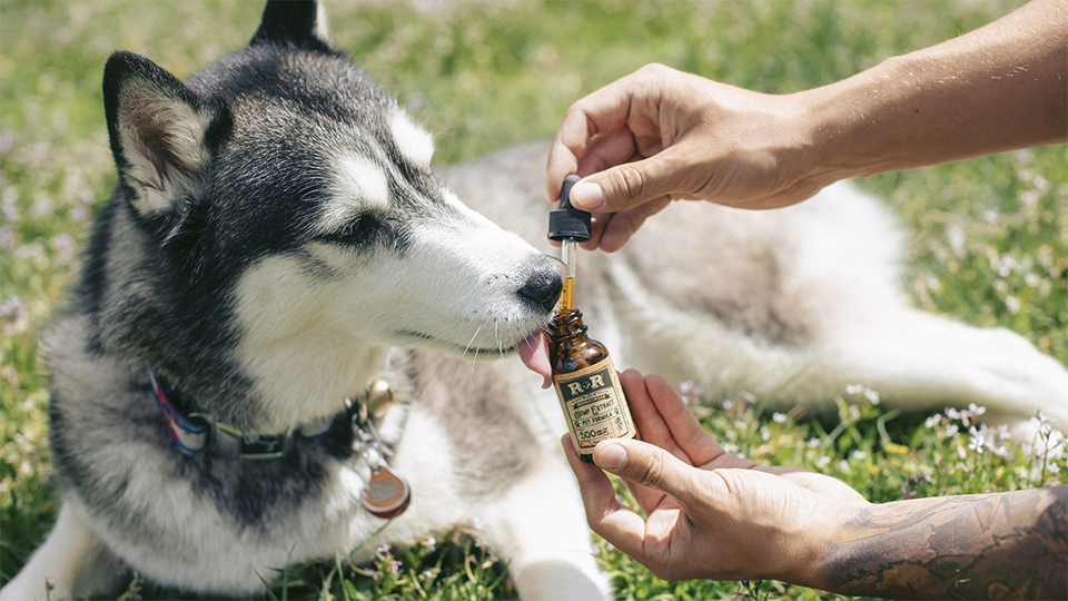 Does your Dog Need CBD Oils?