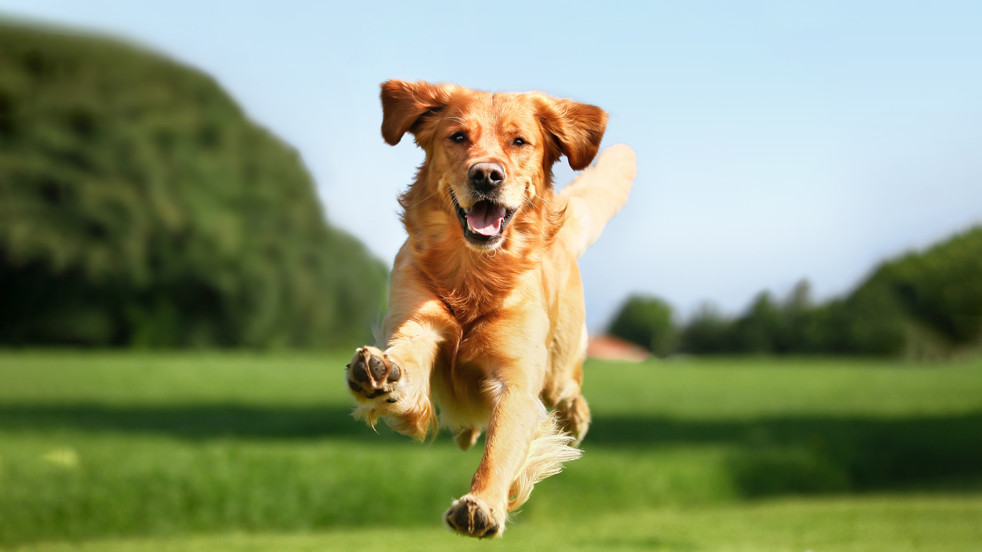 Does Your Dog Need Probiotics?