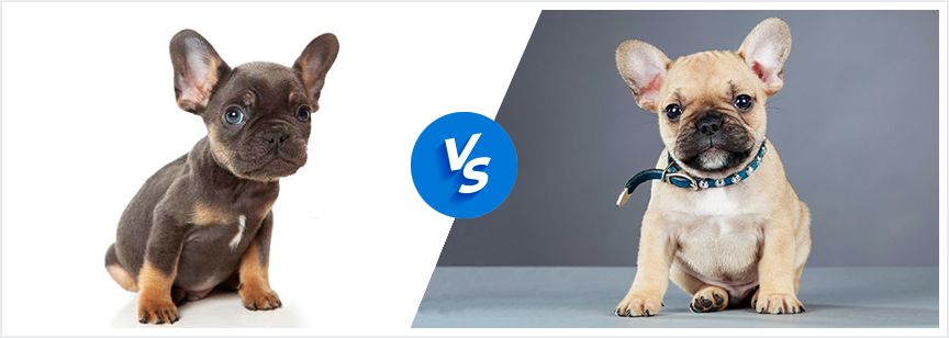 Comparing Breeds: Mini French Bulldog vs. French Bulldog