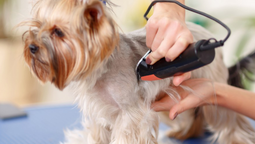 The Best Dog Grooming Clippers for Home Use