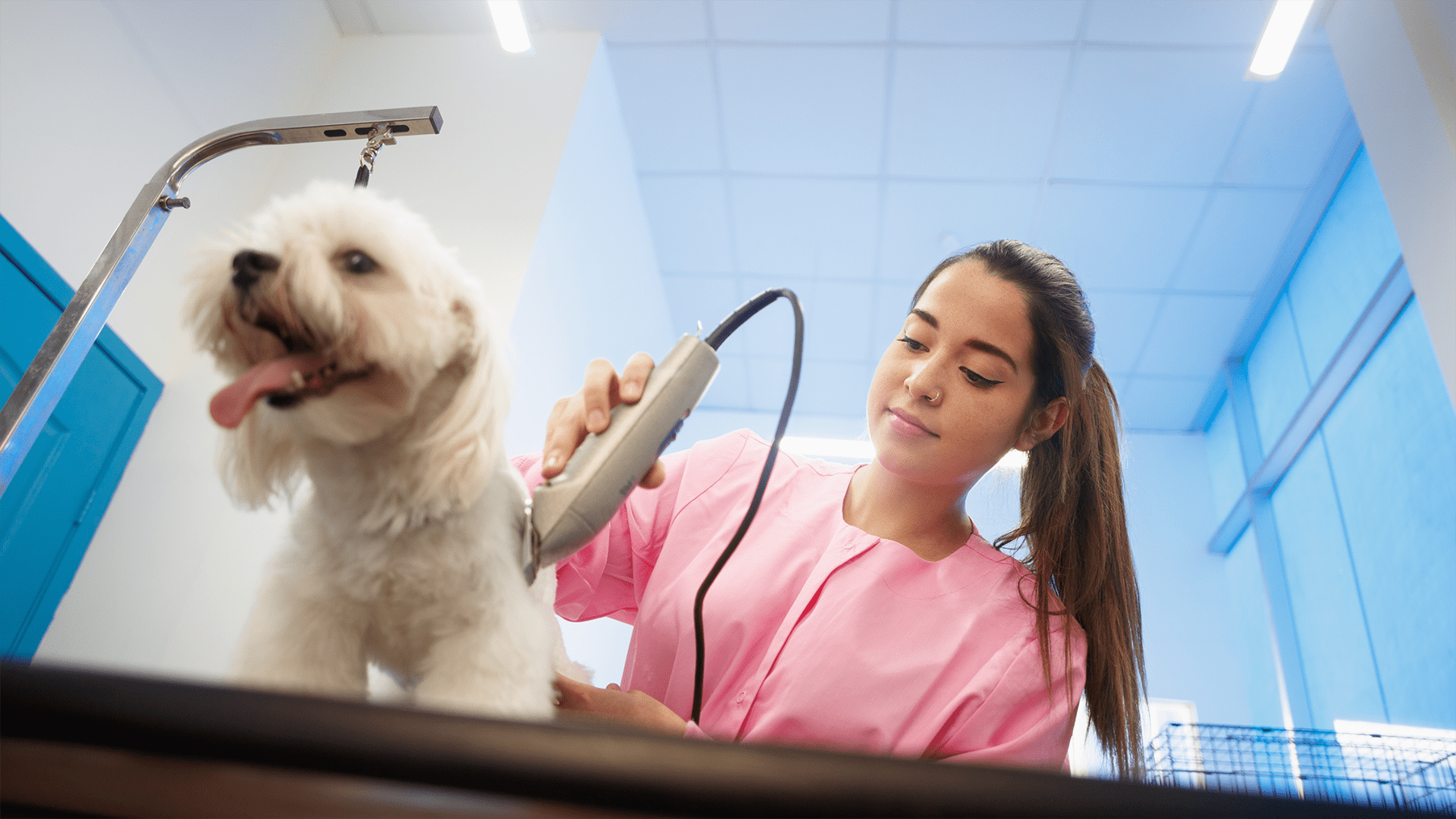 The Best Professional Dog Grooming Clippers