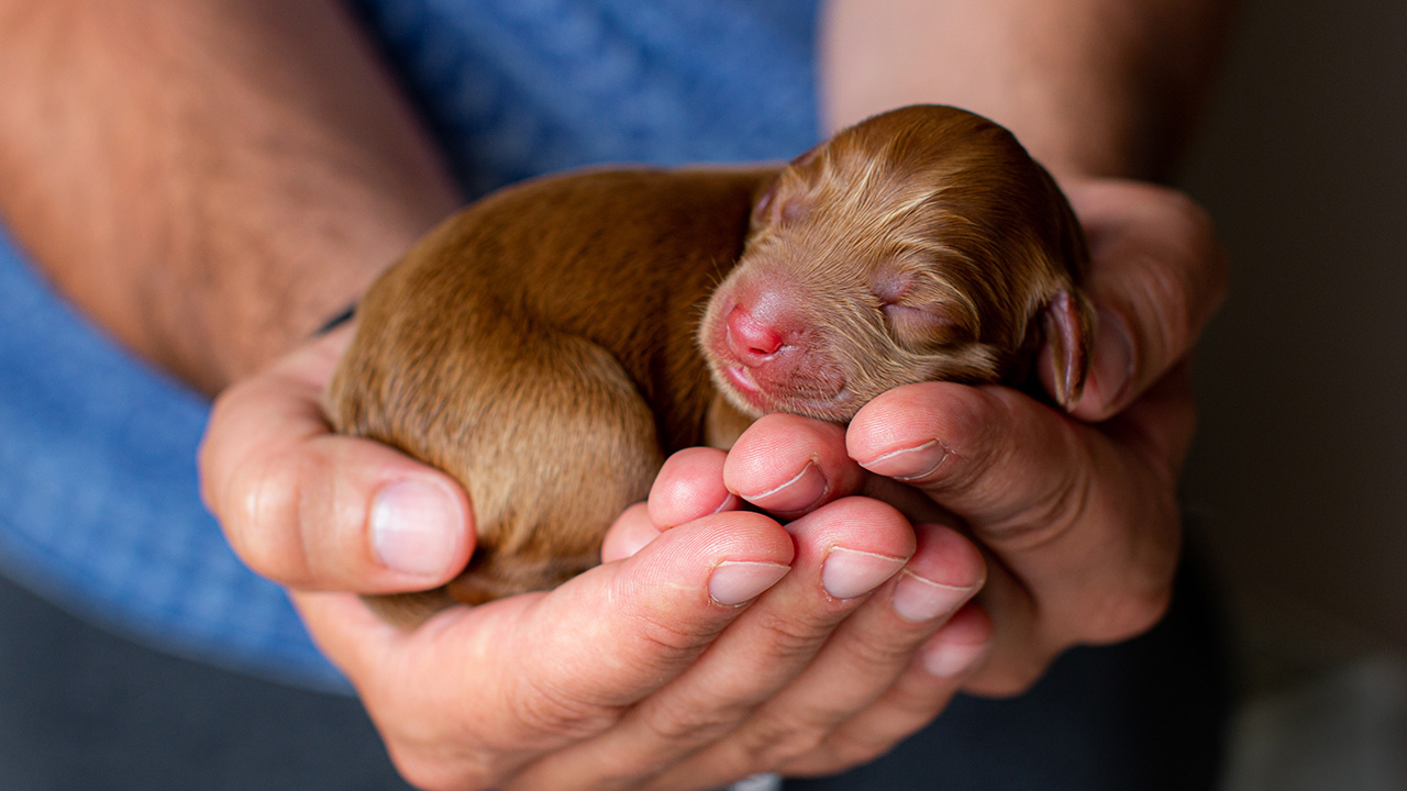 Interesting Facts About the Runt of the Litter