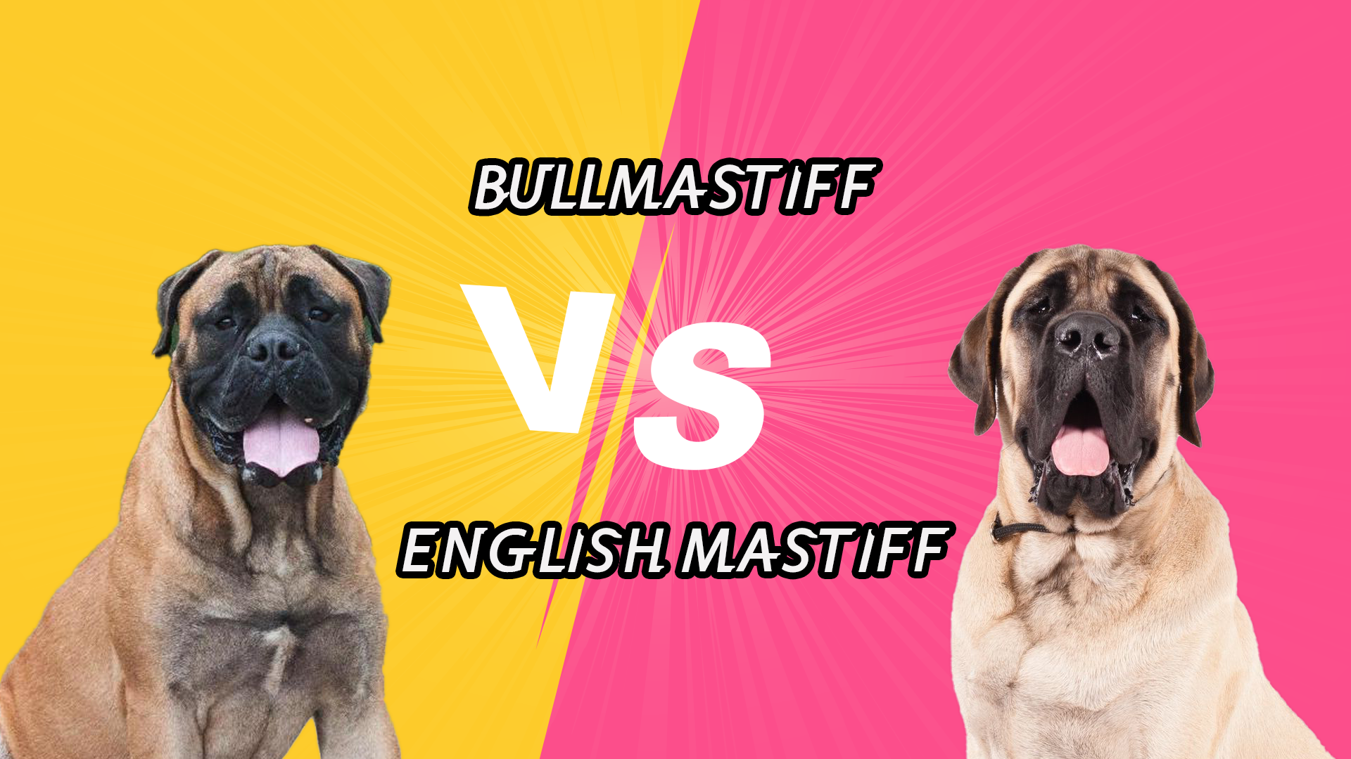 Comparing Breeds: Bullmastiff vs English Mastiff