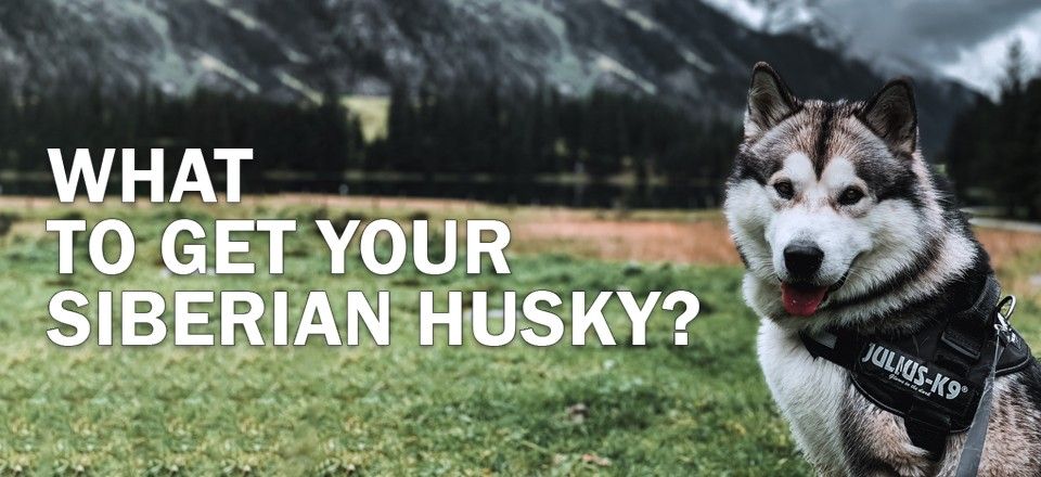 What to get your Siberian husky?
