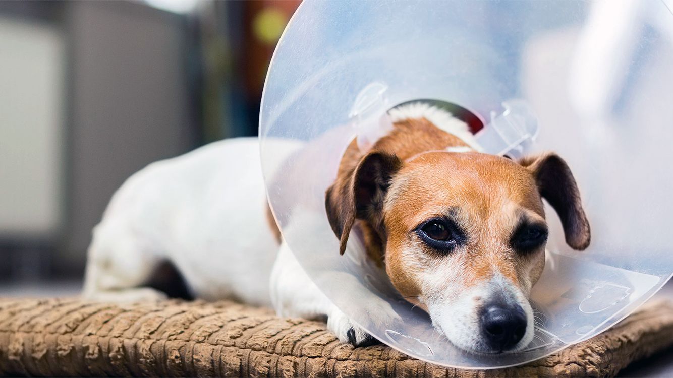 Dog Neutering: Finding the Right Time