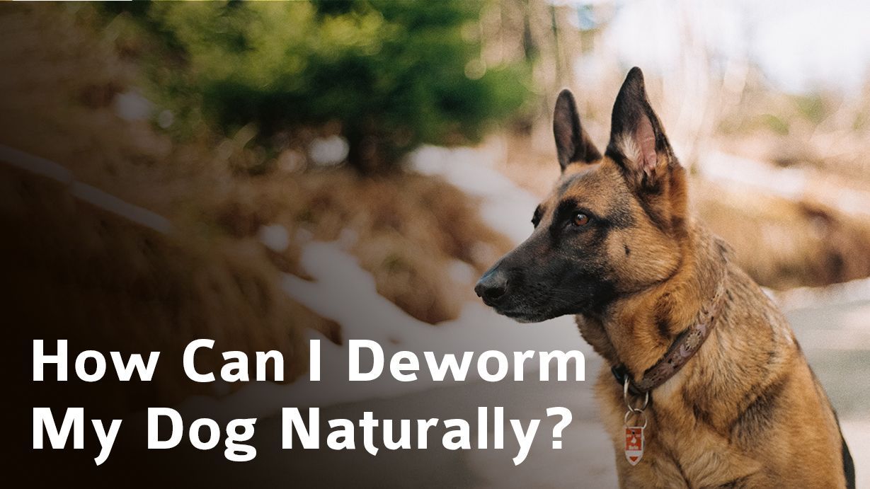 How Can I Deworm My Dog Naturally?