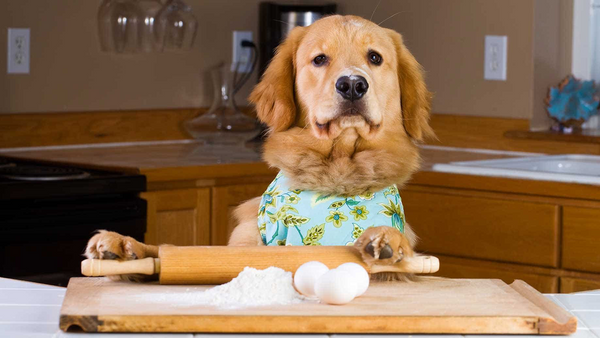 How to Prepare Homemade Dog Food for Your Dog