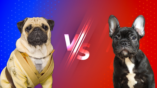 Comparing Breeds: Pug vs. Frenchie