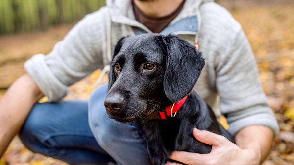 10 Best Affordable Dog Training Collars Under $100