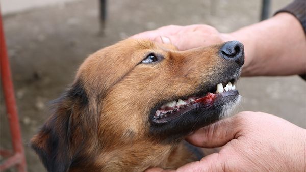 Why Are My Dog’s Gums Bleeding?