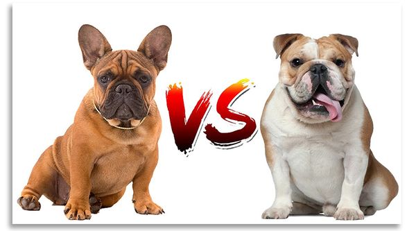 Comparing Breeds: French vs English Bulldog