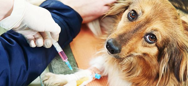 Bordetella Vaccine – What you need to know