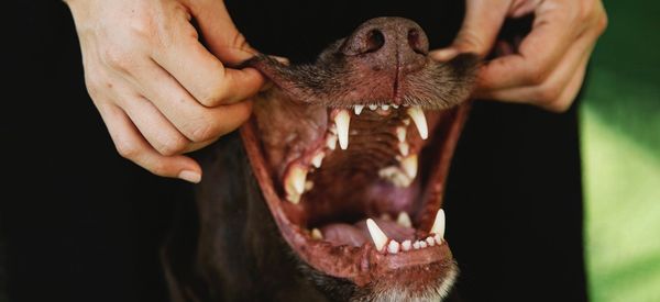 How to take care of your dog’s teeth?