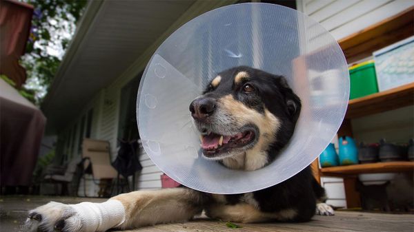 Dog Cone: What you need to know!